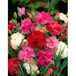 Goździk pierzasty pełny - mieszanka