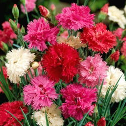 Goździk pierzasty pełny - mieszanka