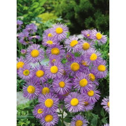 Przymiotno okazałe - niebieskie - 700 nasion