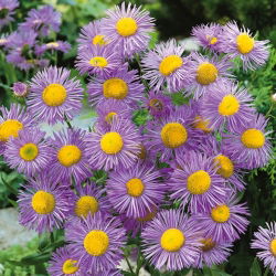 Przymiotno okazałe - niebieskie - 700 nasion