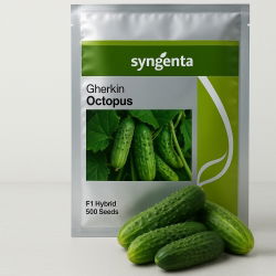 Ogórek gruntowy Octopus F1 500 nasion - Syngenta