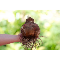 Hipeastrum - Amarylis - Biały - cebula GIGANT - duża paczka! - 3 cebule