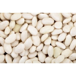 Fasola na suche nasiona karłowa IGOŁOMSKA - 500 g