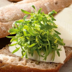 Nasiona na kiełki - Kolendra