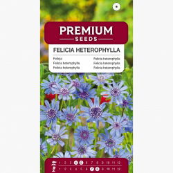 Felicja różnolistna - 140 nasion
