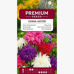 Aster chryzantemowy - 450 nasion