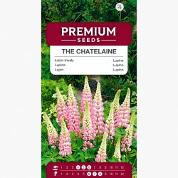 Łubin trwały Chatelaine