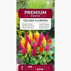 Celozja pierzasta - 800 nasion