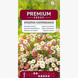 Hiszpańska stokrotka - Przymiotno Karwińskiego - 390 nasion
