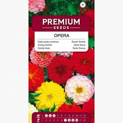 Dalia pełna karłowa - Opera - Mieszanka - 60 nasion
