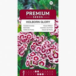 Goździk brodaty Holborn Glory - 450 nasion