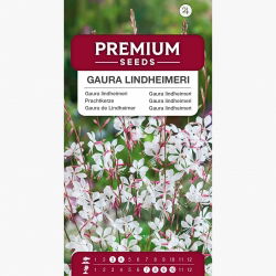 Gaura - Gaura lindheimeri - 30 nasion