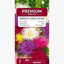 Aster chiński igiełkowy - 450 nasion