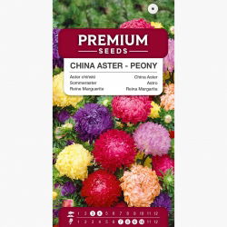 Aster chiński peoniowy - 450 nasion