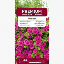 Petunia zwisająca, Surfinia purpurowofioletowa Rubina - 80 nasion