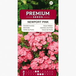 Goździk brodaty Newport Pink - łososioworóżowy - 450 nasion