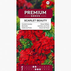 Goździk brodaty Scarlet Beauty - szkarłatny - 450 nasion