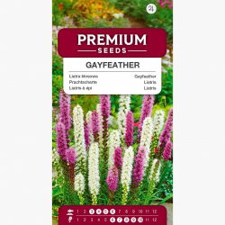 Liatra kłosowa - mieszanka