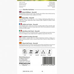 Goździk brodaty Dunetti