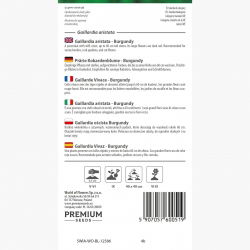 Gailardia oścista Burgundy - kwiaty w kolorze czerwonego wina