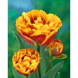 Tulipan Bonanza - 5 szt.