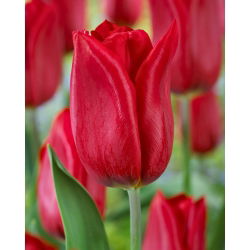 Tulipan Strong Love - 5 szt.