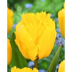 Tulipan Crystal Star - 5 szt.