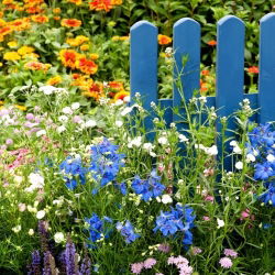 Flowers for Years - łąka kwietna długowieczna - 1 kg