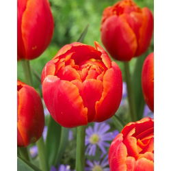 Tulipan Icoon - 5 szt.