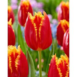 Tulipan Fabio - 5 szt.