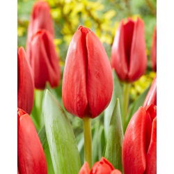 Tulipan Spot On - 5 szt.