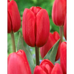 Tulipan Surrender - 5 szt.