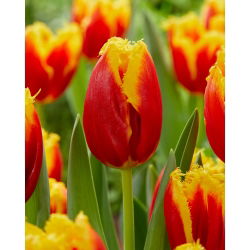 Tulipan Davenport - 5 szt.