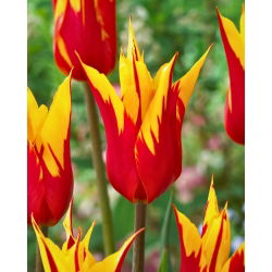 Tulipan Firework - 5 szt.