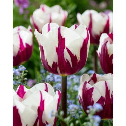 Tulipan Rems Favourite - 5 szt.