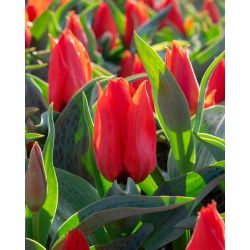 Tulipan Annie Salomons - 5 cebulek