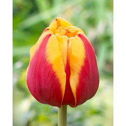 Tulipan Givenchy - 5 cebulek