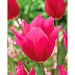 Tulipan Lilyrosa - 5 cebulek