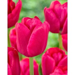 Tulipan Purk - 5 cebulek