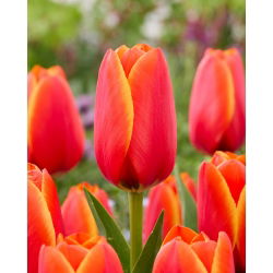 Tulipan World Favourite - 5 cebulek