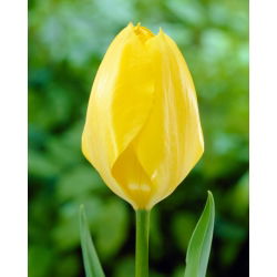 Tulipan Yellow Purissima - 5 cebulek
