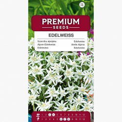 Szarotka alpejska - 750 nasion