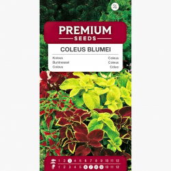 Koleus Blumego - 330 nasion