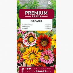 Gazania lśniąca - 130 nasion