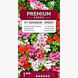 Pelargonia bluszczolistna - 5 nasion