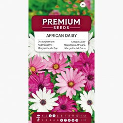 Osteospermum - 35 nasion