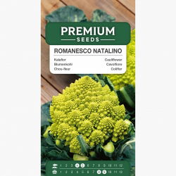 Kalafior o róży zielonej Romanesco natalino - 270 nasion