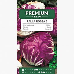 Cykoria sałatowa radicchio Palla Rossa 3 - 360 nasion