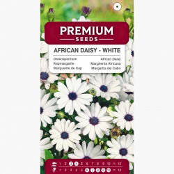 Osteospermum białe - 35 nasion