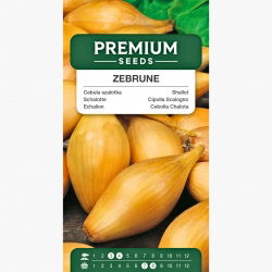 Cebula szalotka - Zebrune - 855 nasion